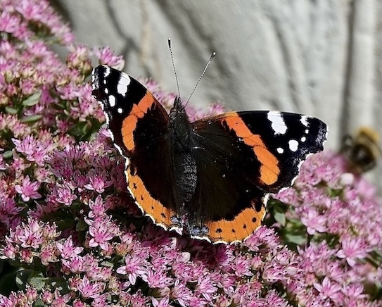 red admiral